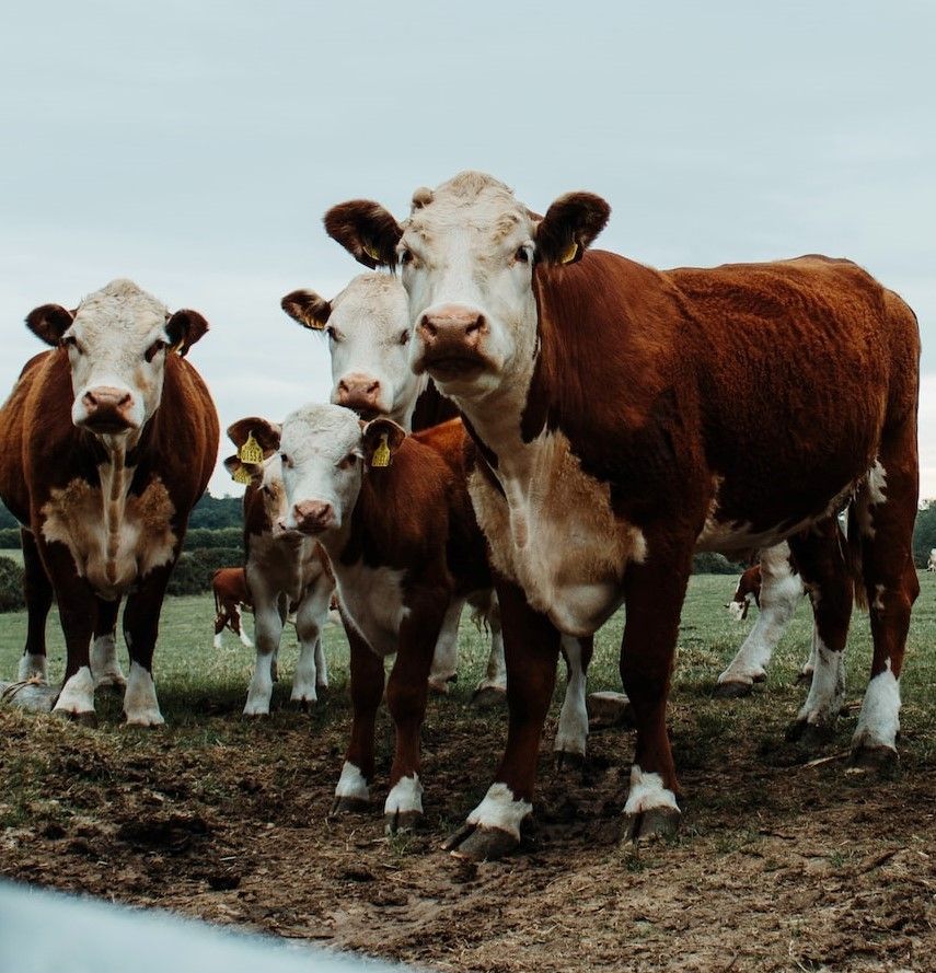 mRNA nanotech contaminated meat even organic - spiked food supply